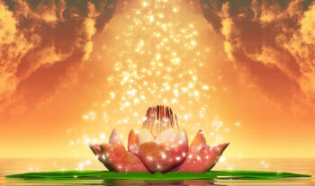 lily pad steven Layne Taylor Live in Divine Flow