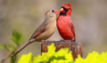 birds love agreements douglas weiss
