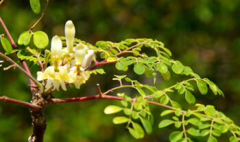 moringa, danielle lin, sherry erickson