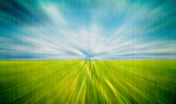 field wheatgrass zoom ron semibold