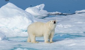 Earth Justice polar bear Tom Turner