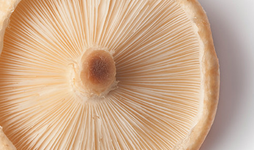 AHCC mushroom bad science