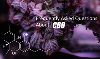 George Pontiakos marijuana