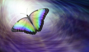 Lorenzo Marion Danielle Lin butterfly purple