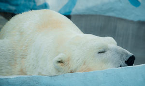 Oreganol polar bear
