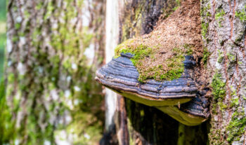 Cass Ingram mushroom