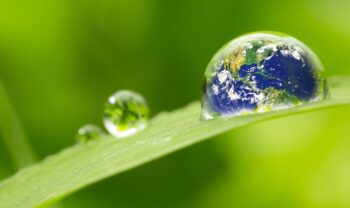 Seibold pines wheatgrass