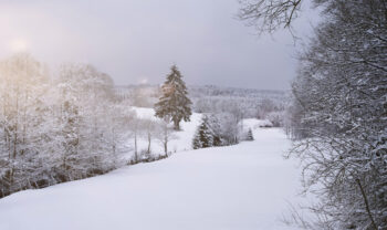 Buzz Knight winter scene pine snow
